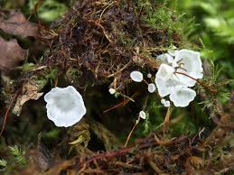 Attēlu rezultāti vaicājumam “Rimbachia neckerae”