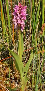 Attēlu rezultāti vaicājumam “Dactylorhiza cruenta leaf”