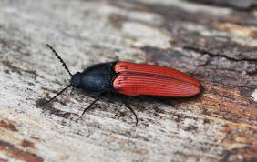 Attēlu rezultāti vaicājumam “Ampedus sp.”