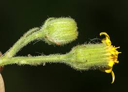 Attēlu rezultāti vaicājumam “Senecio viscosus fruit”