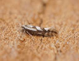 Attēlu rezultāti vaicājumam “Phyllonorycter sp.”