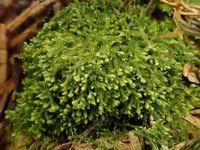 Attēlu rezultāti vaicājumam “Blepharostoma trichophyllum”