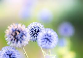 Image result for Blaudistel