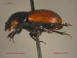 Attēlu rezultāti vaicājumam “Aphodius subterraneus”