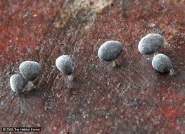 Attēlu rezultāti vaicājumam “Physarum murinum spores”