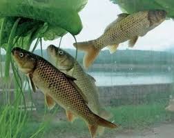 Image result for Cyprinus multitaeniatus