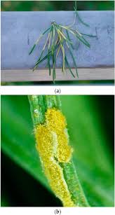 Attēlu rezultāti vaicājumam “Melampsoridium sp.”