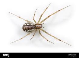 Attēlu rezultāti vaicājumam “Linyphiidae”