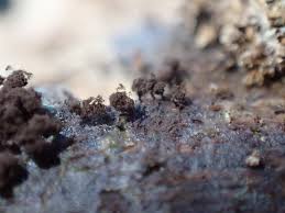 Attēlu rezultāti vaicājumam “Enerthenema papillatum macro”