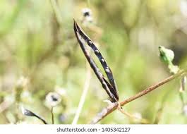 Attēlu rezultāti vaicājumam “Vicia cracca fruit”