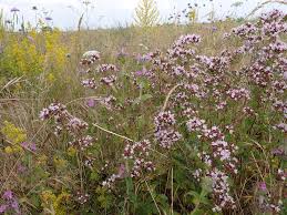 Attēlu rezultāti vaicājumam “Origanum vulgare flower”