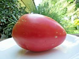 Afbeeldingsresultaat voor anna russian tomato