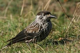 Attēlu rezultāti vaicājumam “Nucifraga caryocatactes adult”