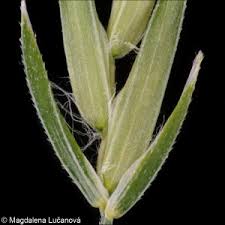 Attēlu rezultāti vaicājumam “Poa remota leaf”