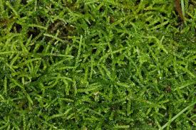 Attēlu rezultāti vaicājumam “Eurhynchium hians”