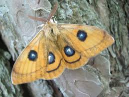 Attēlu rezultāti vaicājumam “Aglia tau”