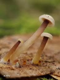 Attēlu rezultāti vaicājumam “Collybia sp.”