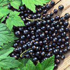 Attēlu rezultāti vaicājumam “Ribes nigrum”