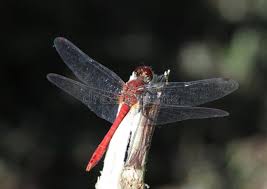 Attēlu rezultāti vaicājumam “Sympetrum sanguineum male”