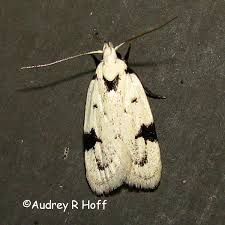 Attēlu rezultāti vaicājumam “Oecophoridae”