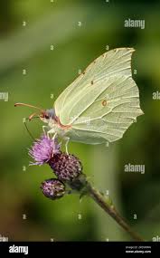 Attēlu rezultāti vaicājumam “Gonepteryx rhamni female”