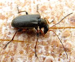 Attēlu rezultāti vaicājumam “Cortodera femorata”