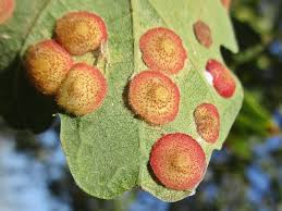 Attēlu rezultāti vaicājumam “Neuroterus quercusbaccarum”