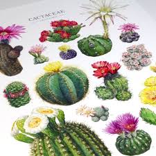 Image result for Cactaceae