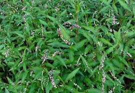 Attēlu rezultāti vaicājumam “Sphacelotheca hydropiperis”