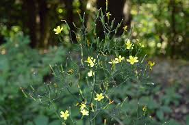 Attēlu rezultāti vaicājumam “Mycelis muralis flower”