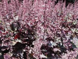 Image result for HEUCHERA americana 'Palace Purple Auslese'