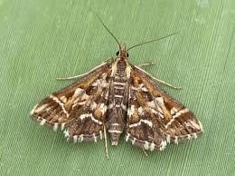 Attēlu rezultāti vaicājumam “Diasemia reticularis”