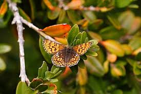 Attēlu rezultāti vaicājumam “Hamearis lucina underside”
