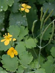 Image result for Chelidonium majus
