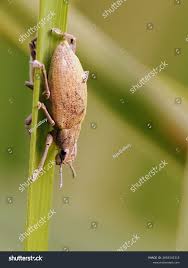 Attēlu rezultāti vaicājumam “Apionidae”