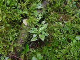 Attēlu rezultāti vaicājumam “Goodyera repens bud”