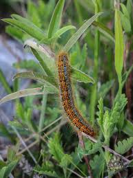 Attēlu rezultāti vaicājumam “Malacosoma castrensis male”