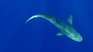 Image result for Carcharhinus galapagensis