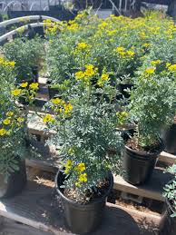 Image result for Ruta graveolens