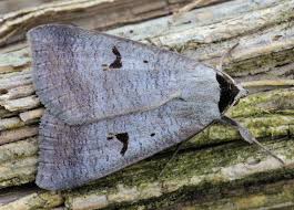 Attēlu rezultāti vaicājumam “Lygephila pastinum”