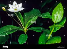 Attēlu rezultāti vaicājumam “Trientalis europaea fruit”