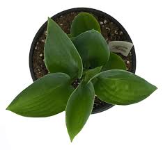 Attēlu rezultāti vaicājumam “Hosta sp. leaf”