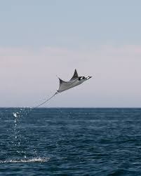 Image result for Mobula munkiana