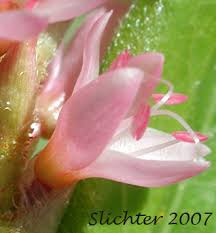 Attēlu rezultāti vaicājumam “Polygonum amphibium leaf”