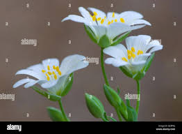 Attēlu rezultāti vaicājumam “Moehringia trinervia leaf”