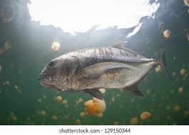 Image result for Caranx ignobilis