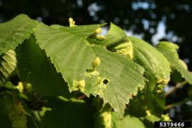 Attēlu rezultāti vaicājumam “Tetraneura ulmi”