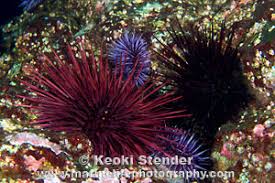 Image result for Mesocentrotus franciscanus