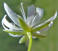 Attēlu rezultāti vaicājumam “Stellaria longifolia flower”