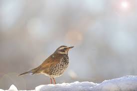 Image result for Turdus eunomus